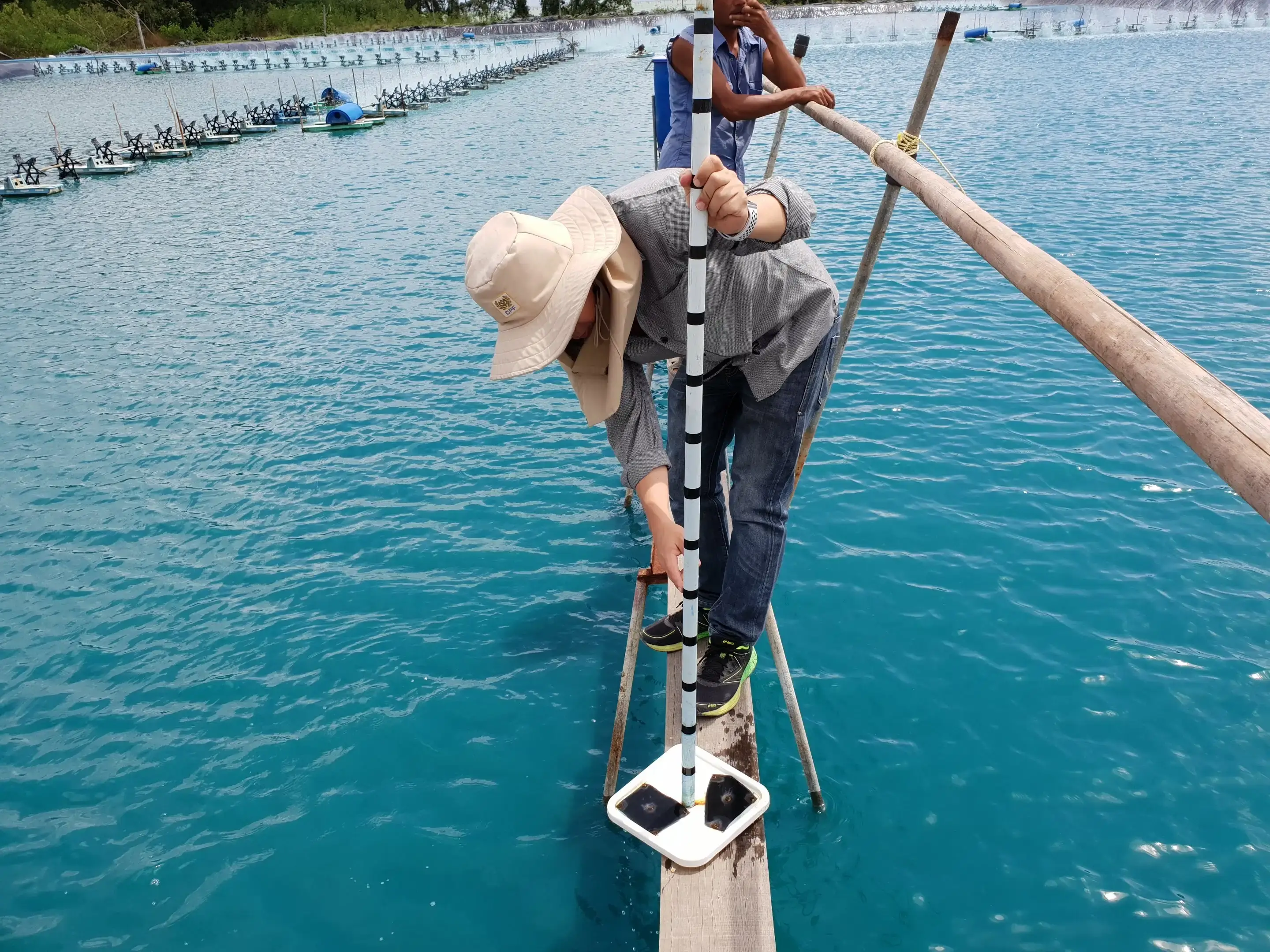 Shrimp farmer standing on a narrow wooden beam above a shrimp pond, lowering a Secchi disk attached to a pole into the water to measure transparency. Paddlewheel aerators are visible in the background. Both water transparency and dissolved oxygen are welfare indicators that need to be checked on a regular basis to earn the Shrimp Welfare Assessed badge.